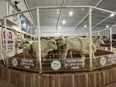 Feira de Bezerros e Bezerras da SRCO mostra a força da pecuária regional